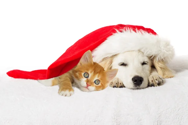 Christmas labrador valp och kattunge sover — Stockfoto