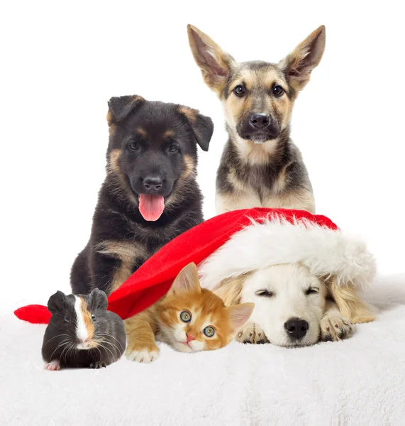 Christmas labrador puppy and kitten sleeping — Stock Photo, Image