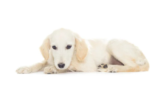 Puppy — Stock Photo, Image