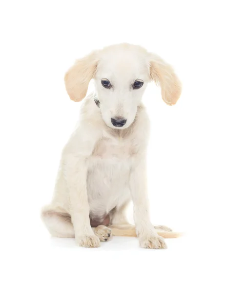 Cachorro sobre un fondo blanco aislado — Foto de Stock