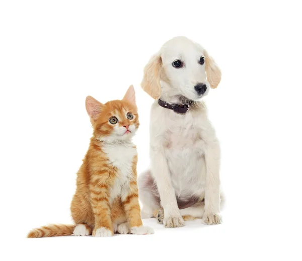 베이지색 puppyand 고양이 모습 — 스톡 사진