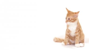 Beyaz bir arka plan üzerinde bir yavru kedi besleme