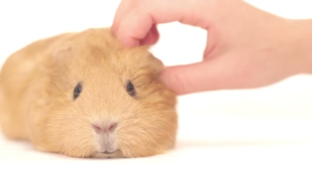 Golden guinea pig and human hands on a white background — Stock Video