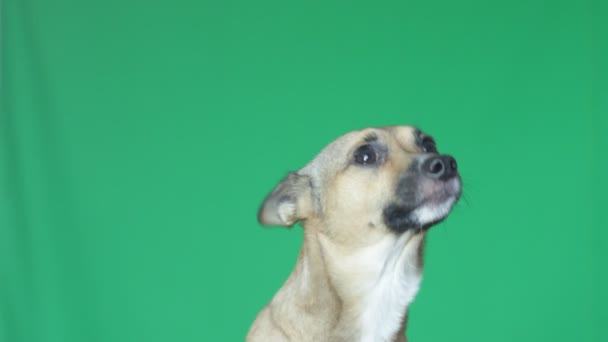 Cara de perro en pantalla verde — Vídeos de Stock