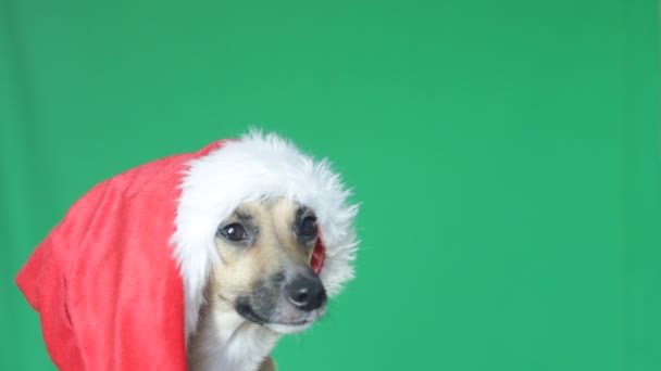Собаки намордник в шляпе Санта-Клауса на зеленом экране — стоковое видео