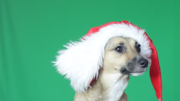 Cani carino museruola in un cappello di Babbo Natale su uno schermo verde — Video Stock