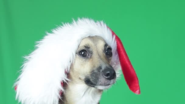 Lustiger Maulkorbhund mit Weihnachtsmann-Hut auf grünem Bildschirm — Stockvideo