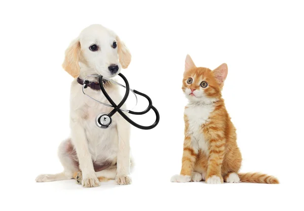 Gatito y cachorro viendo alrededor — Foto de Stock