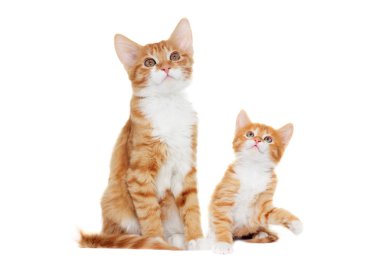 Zencefil Tabby yavru kedi