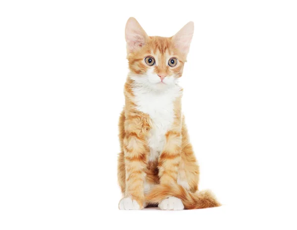 Ginger Tabby Kitten — Stock Photo, Image