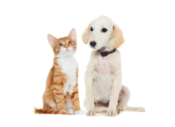 Котенок и щенок, наблюдающий вокруг — стоковое фото
