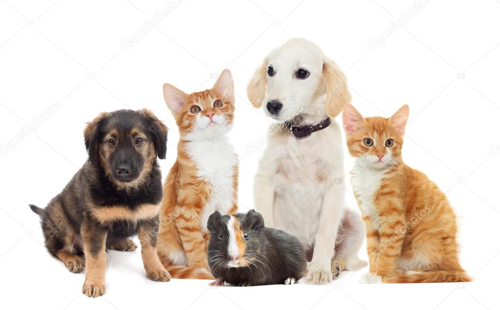 Group of cute pets