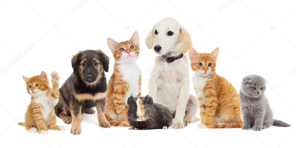 Group of cute pets