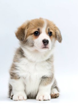 Beyaz bir arka planda yalnız oturan sevimli genç Galli Corgi Pembroke yavrusu. Yavru köpek tatlı ve savunmasız bir ifadeyle başka yere bakıyor. Fotokopi alanı olan yüksek kaliteli bir stüdyo resmi.