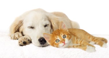 Köpek ve kedi yavrusu döşeme