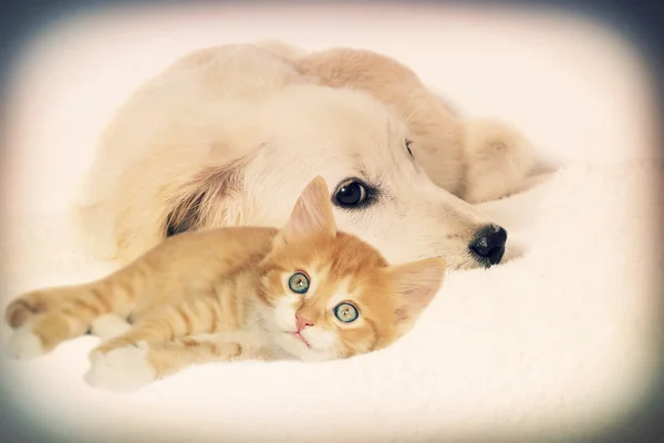 Puppy and kitten looking — Stock Photo, Image