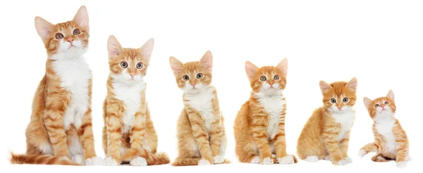 Gatos de gengibre Tabby — Fotografia de Stock