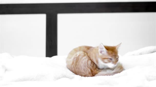 甘い生姜子猫 — ストック動画