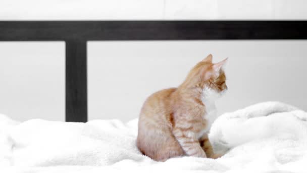 Sweet Ginger Kitten — Stok Video