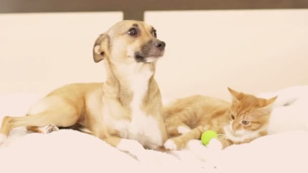 Dog and kitten laying on a bed — Stock Video