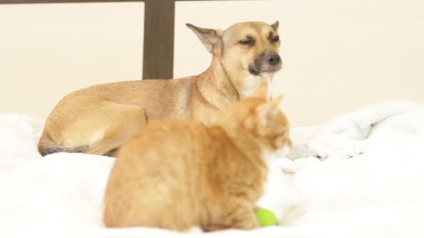 Perro y gatito acostado en una cama — Vídeo de stock