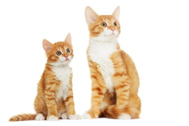 Beyaz arka plan üzerinde seyir yavru kedi