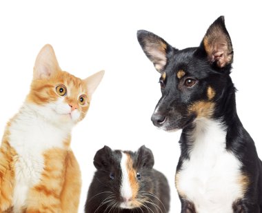 yavru kedi ve köpek yavrusu izlerken