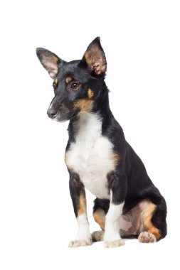 izlerken bir köpek yavrusu