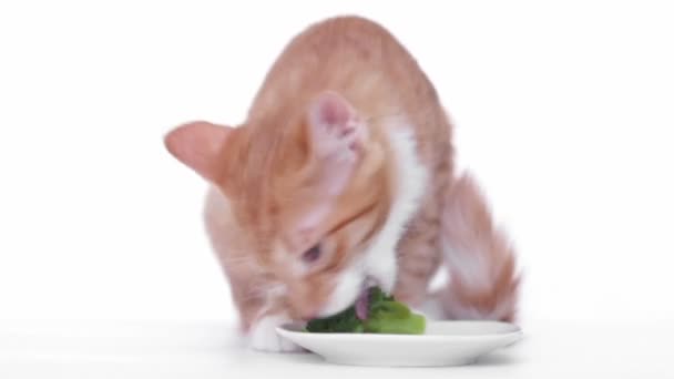 Gattino allo zenzero mangia broccoli — Video Stock