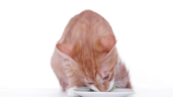 Ginger Kitten Eats Broccoli — Stock Video