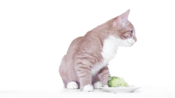 Gember Kitten eet Broccoli — Stockvideo