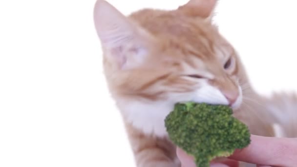 Ginger Kitten come brócoli — Vídeo de stock