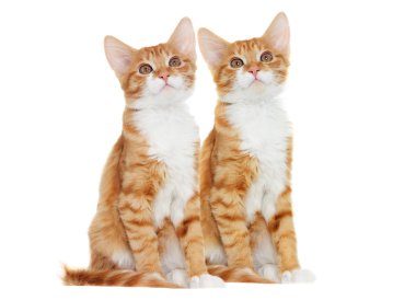 Beyaz bir arka plan üzerinde seyir yavru kedi