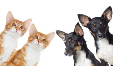 yavru kedi ve köpek yavrusu arıyorum