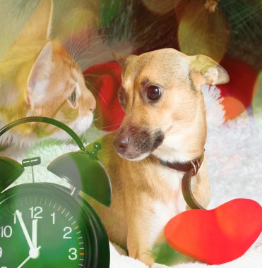 yavru kedi ve köpek yavrusu süslemeleri ile