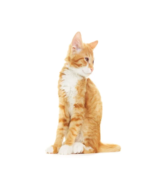 Красный кот на белом фоне — стоковое фото