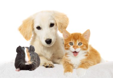 Köpek ve kedi izliyor