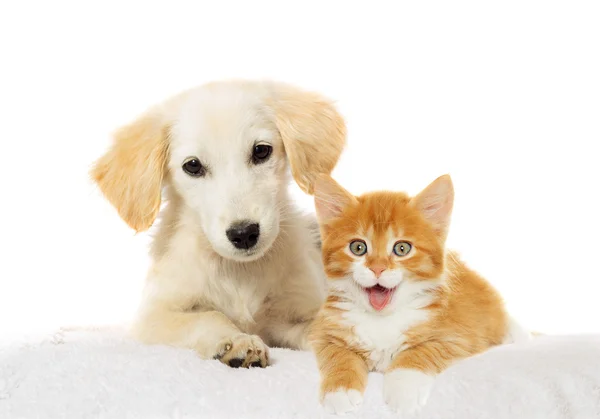 Filhote de cachorro e gatinho assistindo — Fotografia de Stock