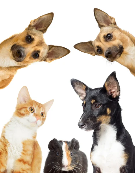 Kitten and puppy watching — Stock Photo, Image