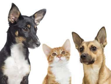 yavru kedi ve köpek yavrusu izlerken