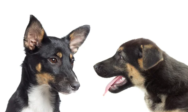 Um cão-focinho — Fotografia de Stock