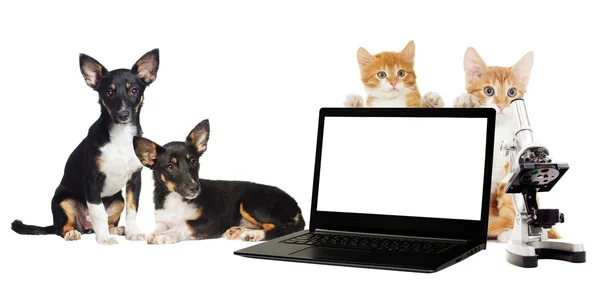 Кошеня і цуценя, мікроскоп і ноутбук — стокове фото