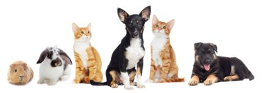 yavru kedi ve köpek yavrusu