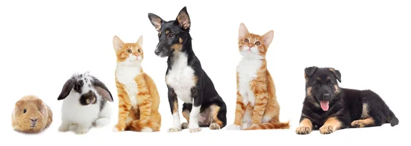 Gatito y cachorro — Foto de Stock