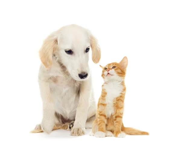 Cachorrinho engraçado e gatinho — Fotografia de Stock