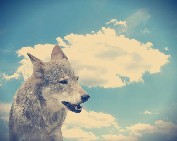 Λύκος ενάντια στον ουρανό — Φωτογραφία Αρχείου