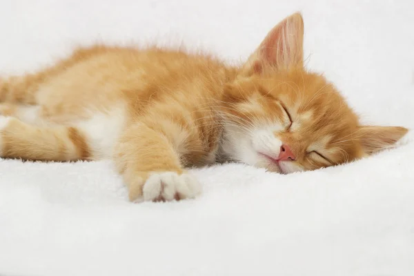 Cute kitten sleeping on a soft blanket — Stock Photo, Image