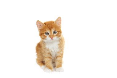 bir yavru kedi arıyorum