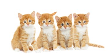 bir yavru kedi arıyorum