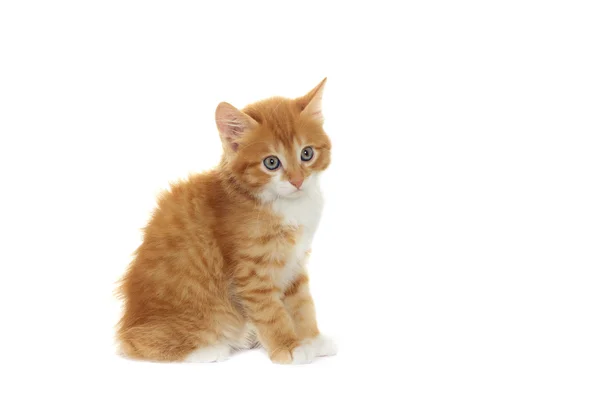 Ein Kätzchen sieht aus — Stockfoto